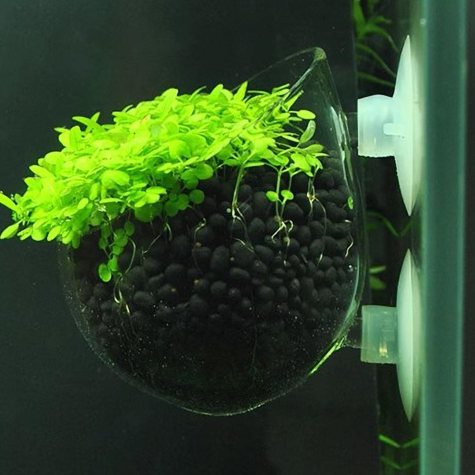 Live Plant Aquarium - ที่วางต้นไม้ในตู้ปลา กระถางแก้วสำหรับปลูกพืชน้ำ พร้อมจุกดูดสุญญากาศ สำหรับปลูกพืชสดในตู้ปลา ที่วางต้นไม้ในตู้ปลา ของตกแต่งตู้ปลา