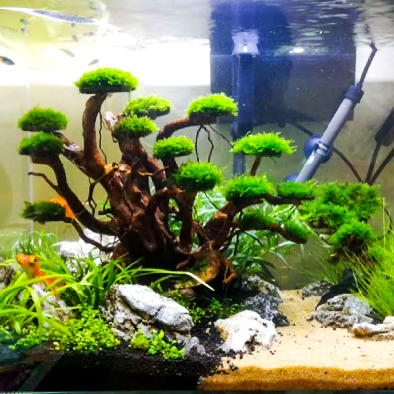 Aquarium Plant Substrate - ต้นไม้ประดับตู้ปลา ตกแต่งด้วยมอส โครงไม้ลอยน้ำ รากโรโดเดนดรอน ของตกแต่งตู้ปลา