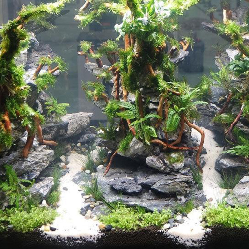 ต้นไม้รากไม้ลอยน้ำธรรมชาติสำหร - Aquarium Driftwood บทวิจารณ์และราคา