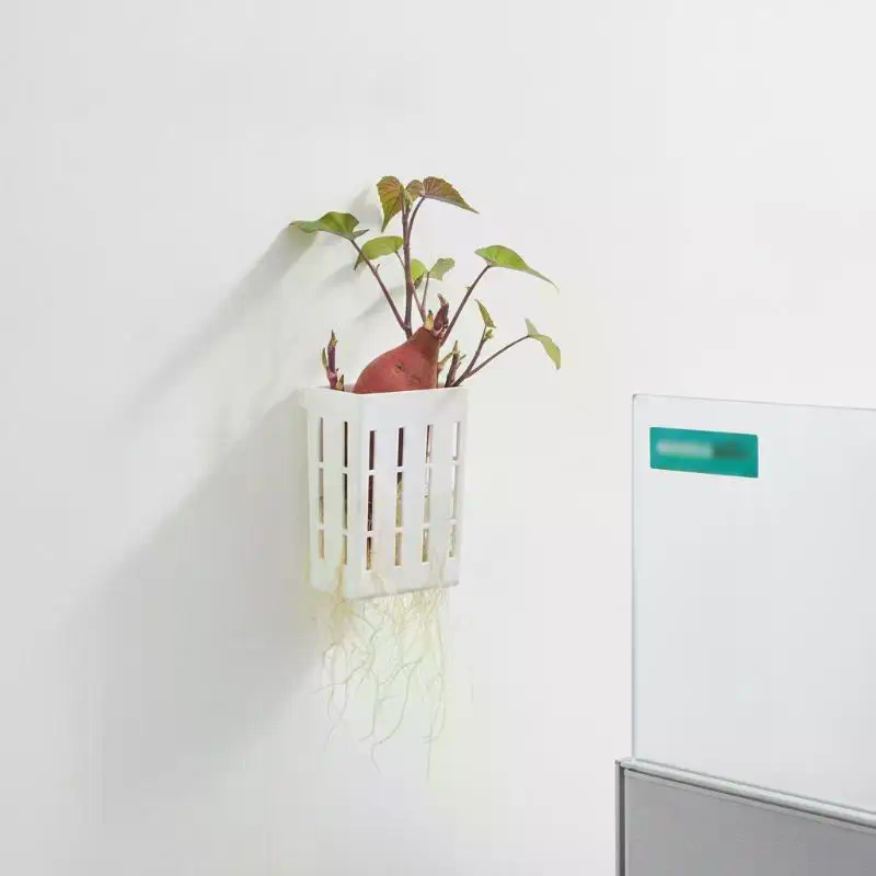 ตะกร้าปลูกพืชแบบไฮโดรโพนิก 1 ช - Plant Aquarium Pot บทวิจารณ์และราคา