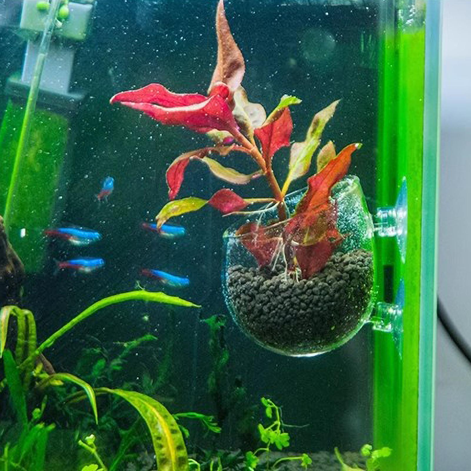ที่วางต้นไม้ในตู้ปลา กระถางแก้ - Live Plant Aquarium บทวิจารณ์และราคา