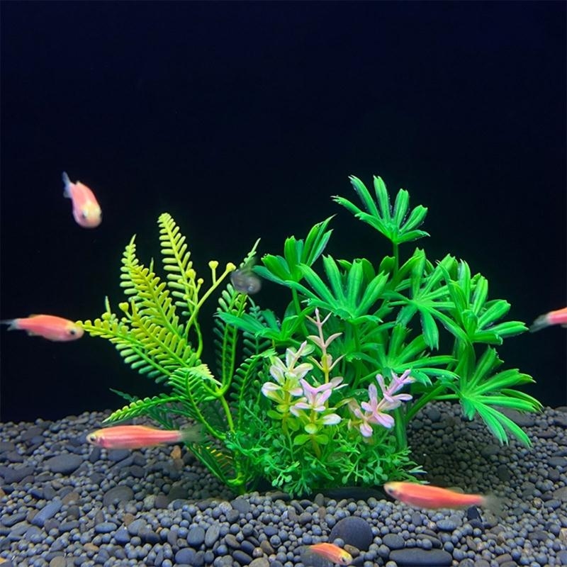 ต้นไม้ประดับตู้ปลา ของตกแต่งตู - Live Plant Aquarium บทวิจารณ์และราคา