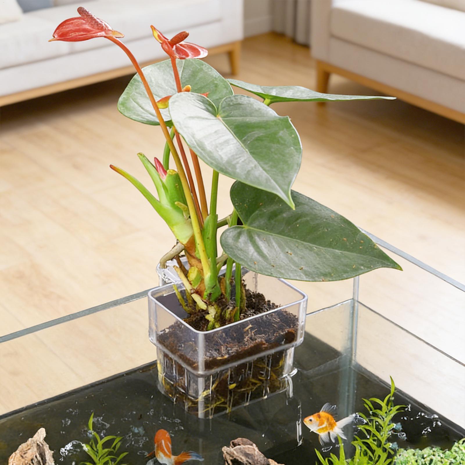 ตะกร้าปลูกต้นไม้แบบติดผนังสำหร - Aquarium Plants Live บทวิจารณ์และราคา