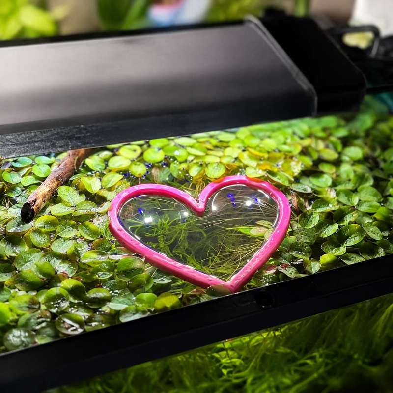 วงแหวนให้อาหารปลาแบบลอยน้ำรูปห - Aquarium Fertilizer บทวิจารณ์และราคา