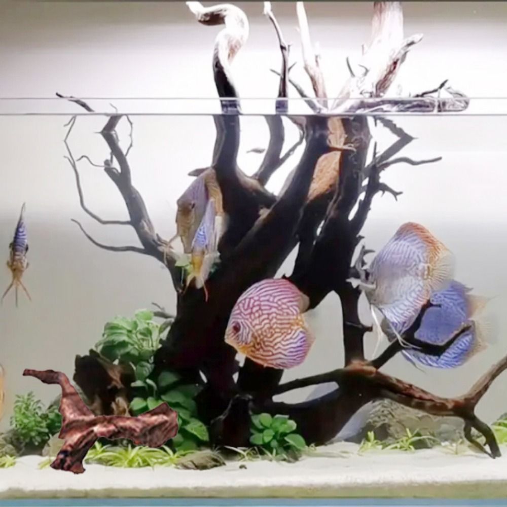 ไม้ปะการังรูปทรงแปลกตา ไม้ธรรม - Aquarium Plant Substrate บทวิจารณ์และราคา