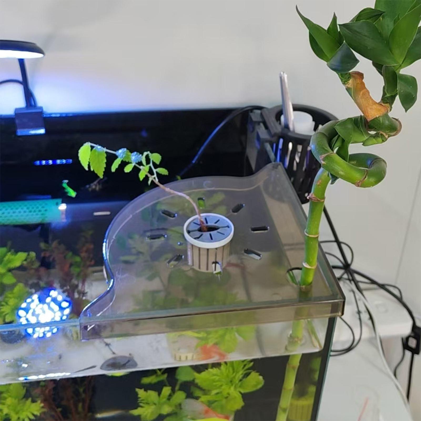 ชั้นวางของมุมตู้ปลาแบบสามเหลี่ - Aquarium Plants Live บทวิจารณ์และราคา