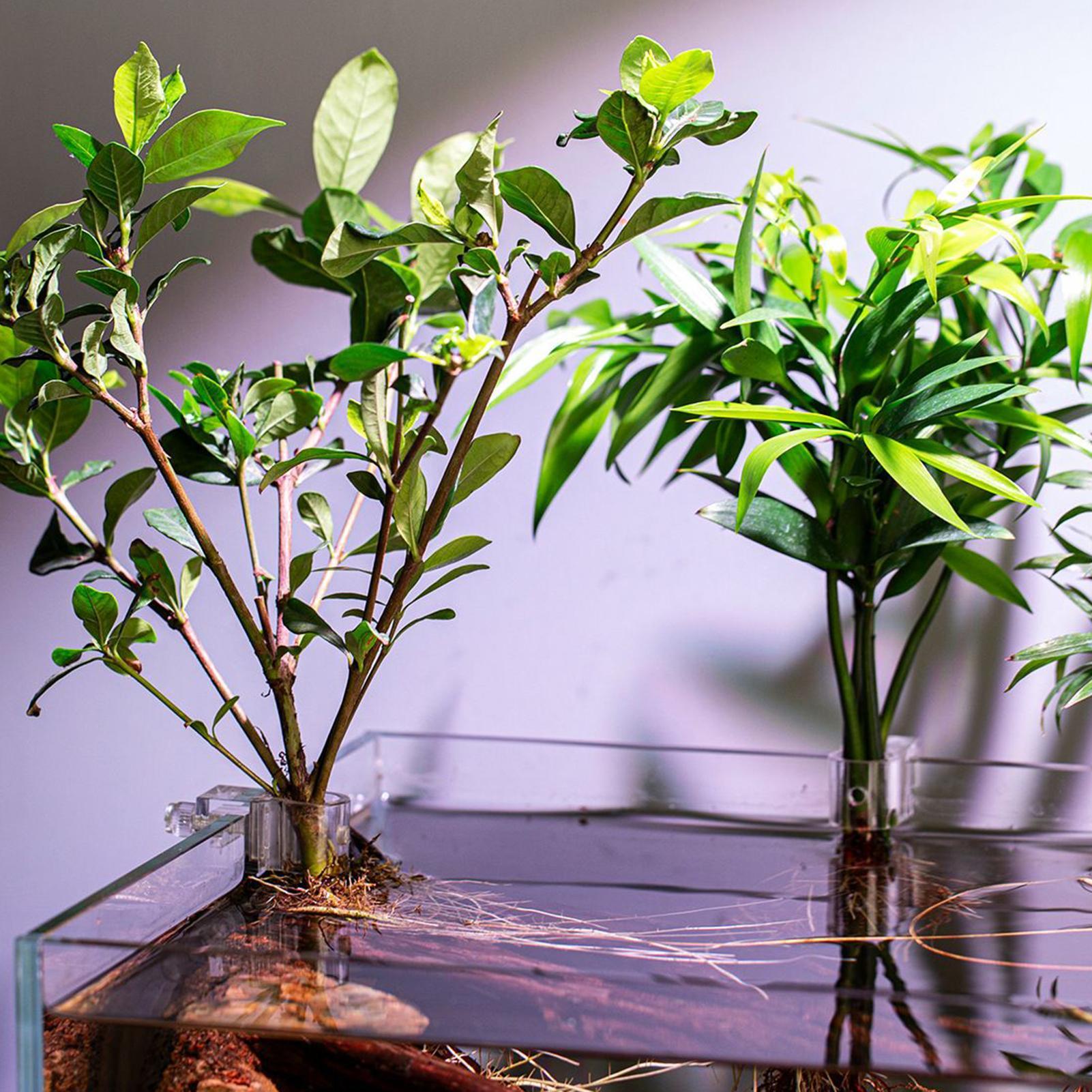 ที่แขวนต้นไม้ในตู้ปลาแบบใส 6 ช - Aquarium Plant Holder บทวิจารณ์และราคา