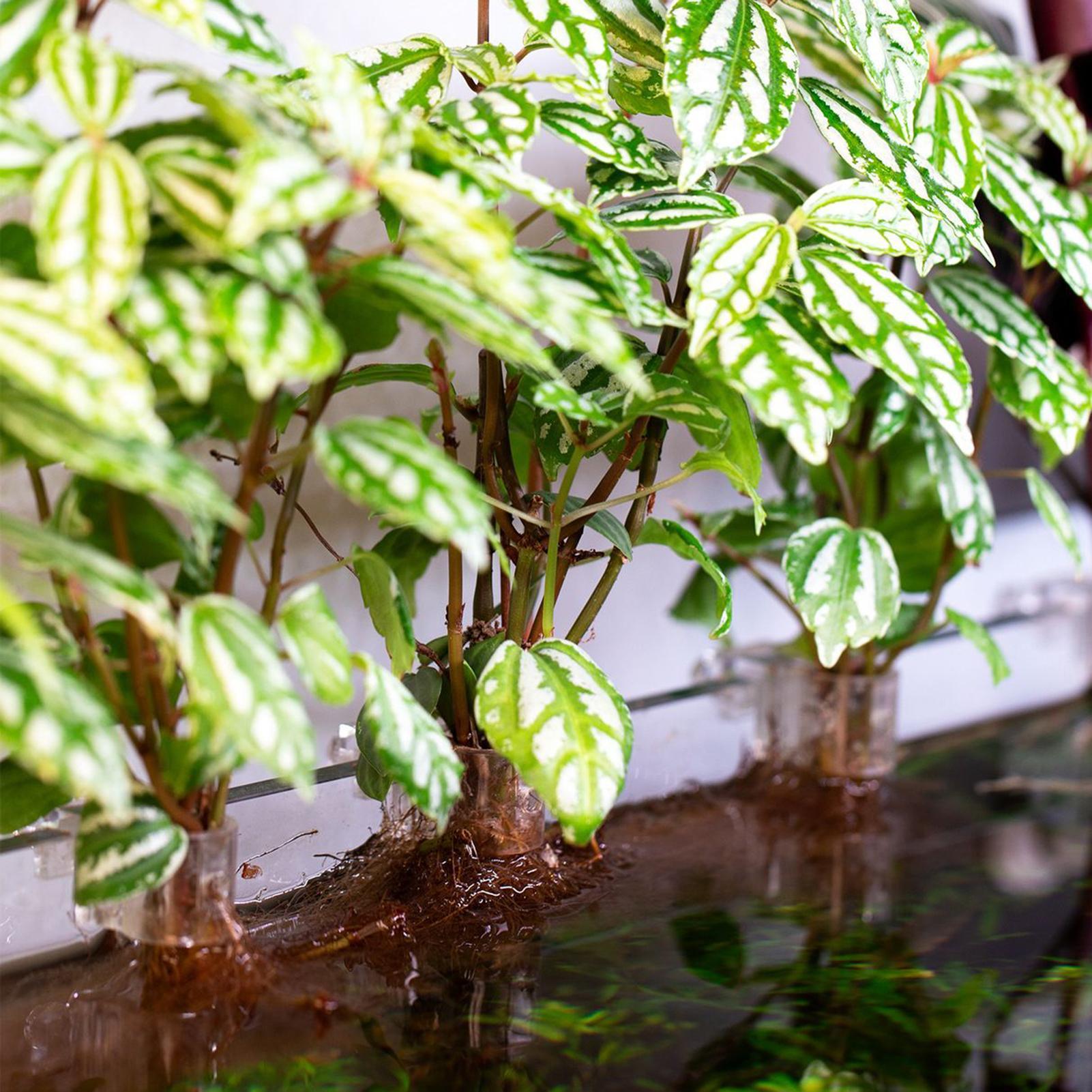 ที่แขวนต้นไม้ในตู้ปลาแบบใส 6 ช - Aquarium Plant Holder บทวิจารณ์และราคา