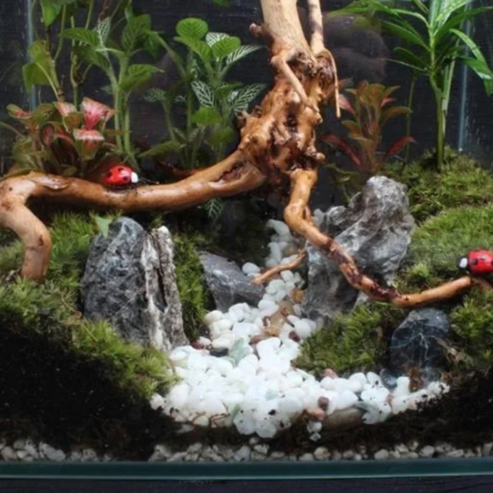 ไม้ลอยธรรมชาติสำหรับตกแต่งตู้ป - Aquarium Plant Substrate บทวิจารณ์และราคา