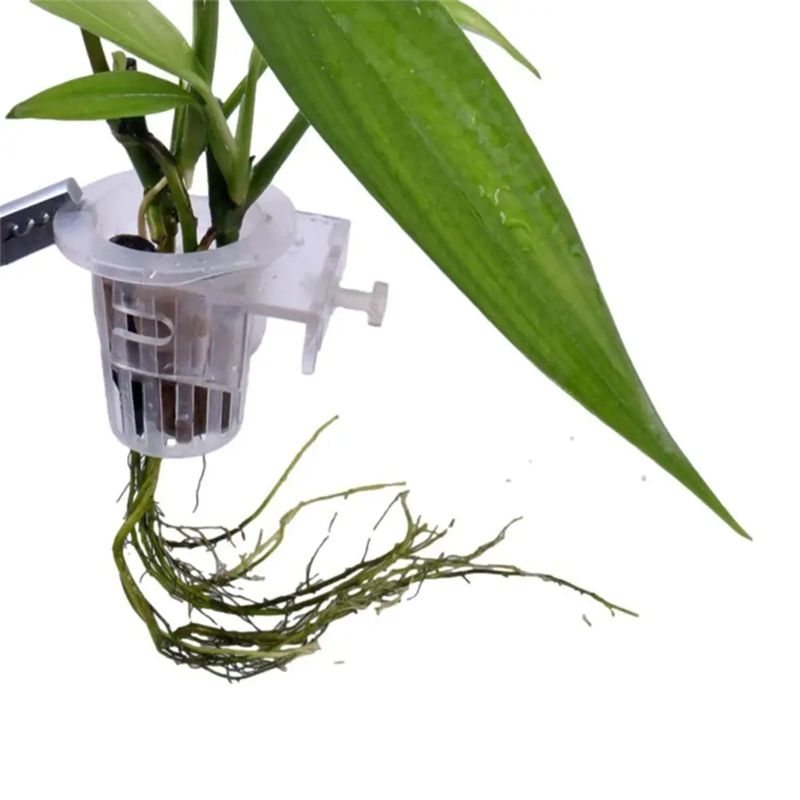 A7THK-2 ชิ้น ที่วางต้นไม้ในตู้ - Aquarium Plant Holder บทวิจารณ์และราคา
