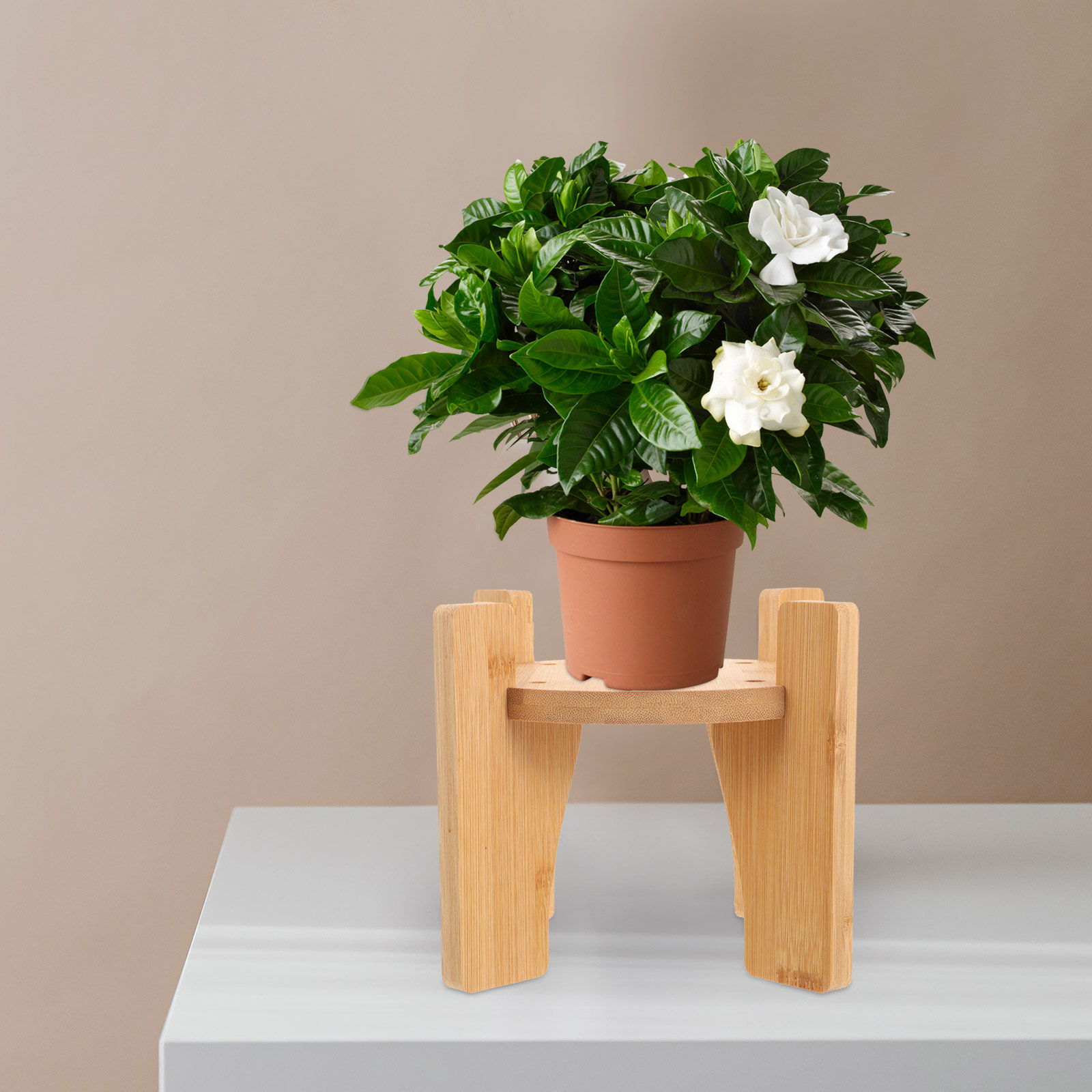ขาตั้งเครื่องจ่ายเครื่องดื่มไม - Planted Tank บทวิจารณ์และราคา